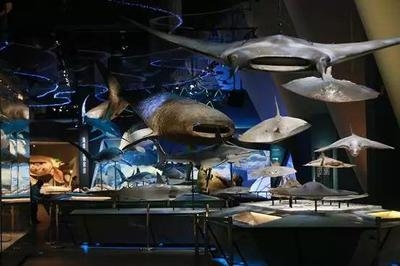 國(guó)家博物館加固對(duì)游客的影響 行業(yè)新聞 第2張