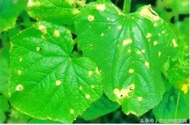 建筑病蟲害防治環(huán)保藥劑選擇 行業(yè)新聞 第3張 建筑病蟲害防治環(huán)保藥劑選擇 行業(yè)新聞 第3張