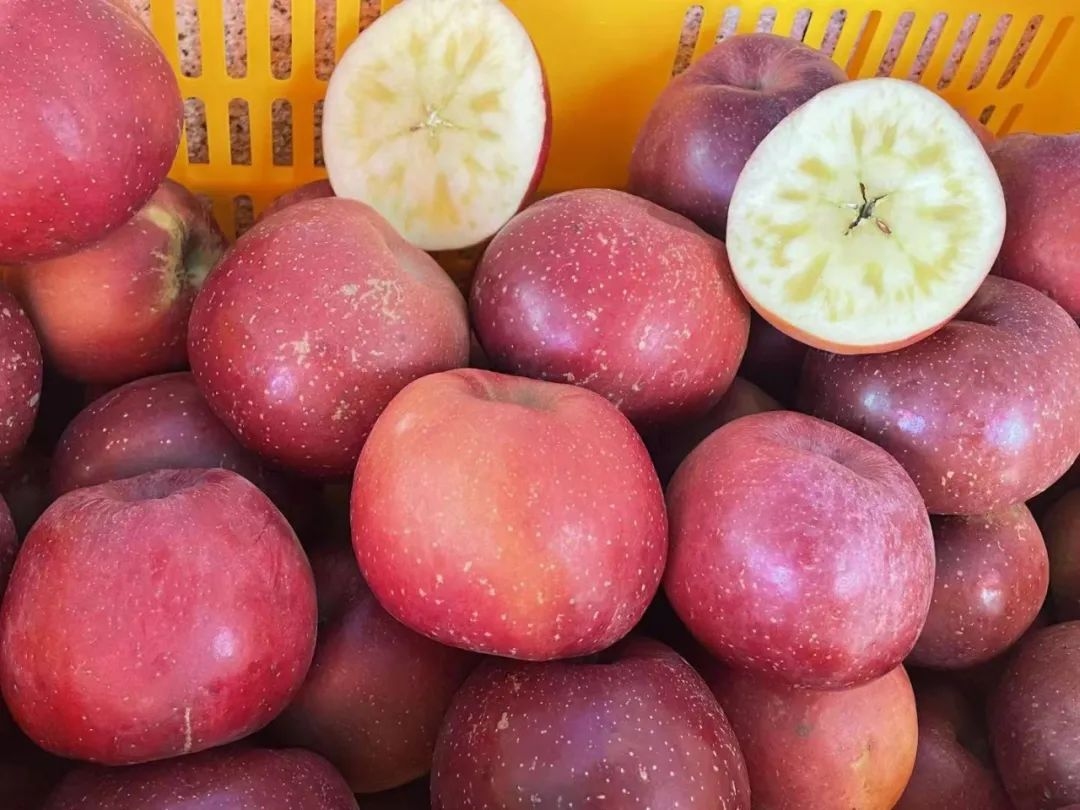 建筑病蟲害防治環(huán)保藥劑選擇 行業(yè)新聞 第4張 建筑病蟲害防治環(huán)保藥劑選擇 行業(yè)新聞 第4張