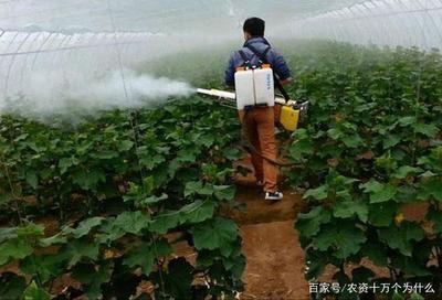 建筑病蟲害防治環(huán)保藥劑選擇 行業(yè)新聞 第5張 建筑病蟲害防治環(huán)保藥劑選擇 行業(yè)新聞 第5張