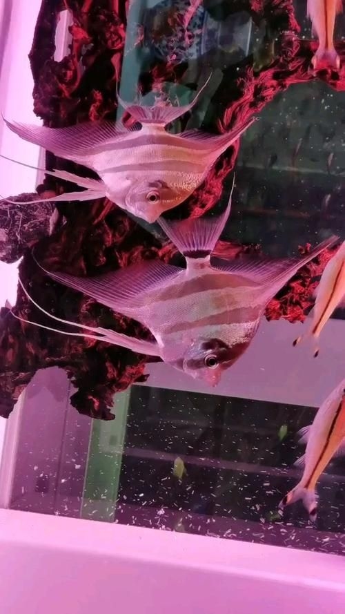 宿州水族批發(fā)市場（如何分析宿州水族批發(fā)市場？）