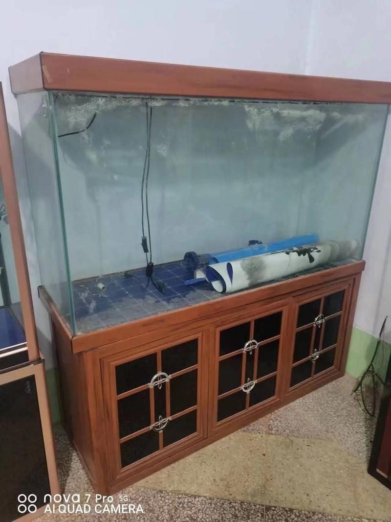 佛山魚缸批發(fā)市場(chǎng)（佛山魚缸批發(fā)市場(chǎng)1.高端龍魚品牌祥龍魚場(chǎng)-） 行業(yè)新聞 第7張