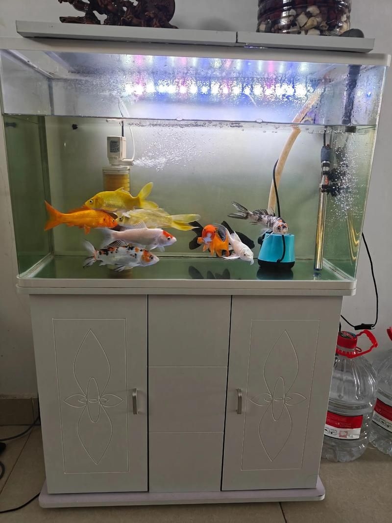 佛山魚缸批發(fā)市場(chǎng)（佛山魚缸批發(fā)市場(chǎng)1.高端龍魚品牌祥龍魚場(chǎng)-） 行業(yè)新聞 第10張