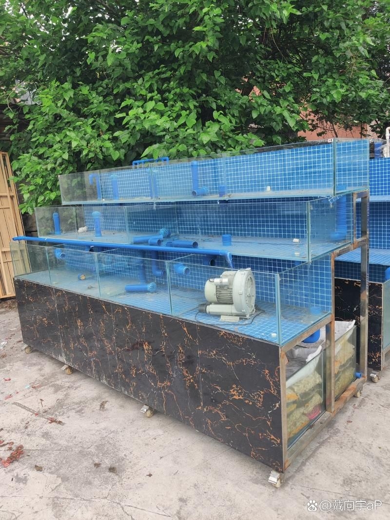 佛山魚缸批發(fā)市場(chǎng)（佛山魚缸批發(fā)市場(chǎng)1.高端龍魚品牌祥龍魚場(chǎng)-） 行業(yè)新聞 第11張