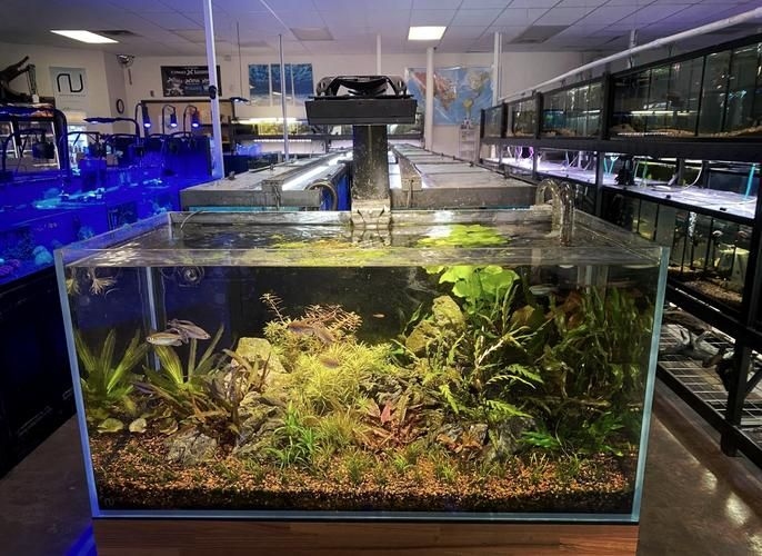 佛山魚缸批發(fā)市場(chǎng)（佛山魚缸批發(fā)市場(chǎng)1.高端龍魚品牌祥龍魚場(chǎng)-） 行業(yè)新聞 第13張