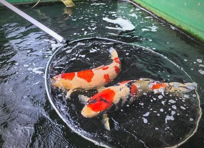 駐馬店魚缸批發(fā)市場 行業(yè)新聞 第1張