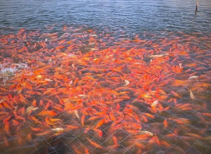 駐馬店魚缸批發(fā)市場 行業(yè)新聞 第2張