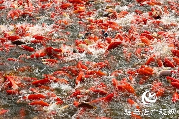 駐馬店魚缸批發(fā)市場 行業(yè)新聞 第4張