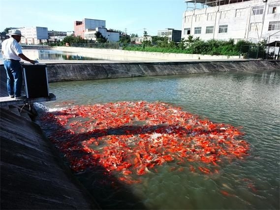 駐馬店魚缸批發(fā)市場 行業(yè)新聞 第5張