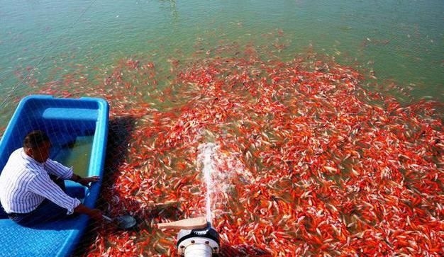 駐馬店魚缸批發(fā)市場 行業(yè)新聞 第6張