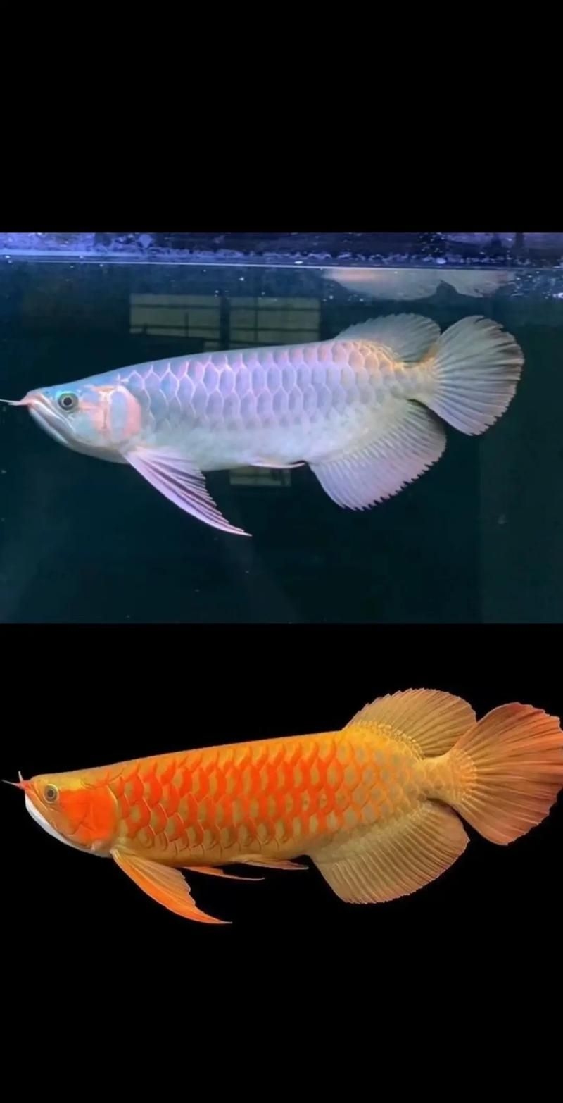 駐馬店魚缸批發(fā)市場 行業(yè)新聞 第7張