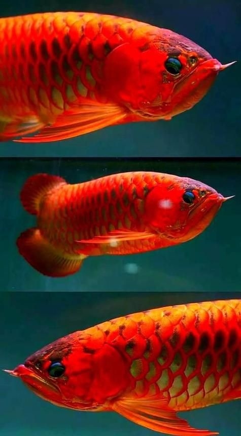 駐馬店魚缸批發(fā)市場 行業(yè)新聞 第8張