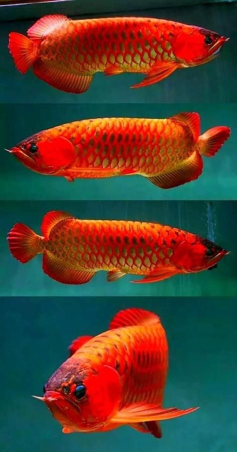 駐馬店魚缸批發(fā)市場 行業(yè)新聞 第9張