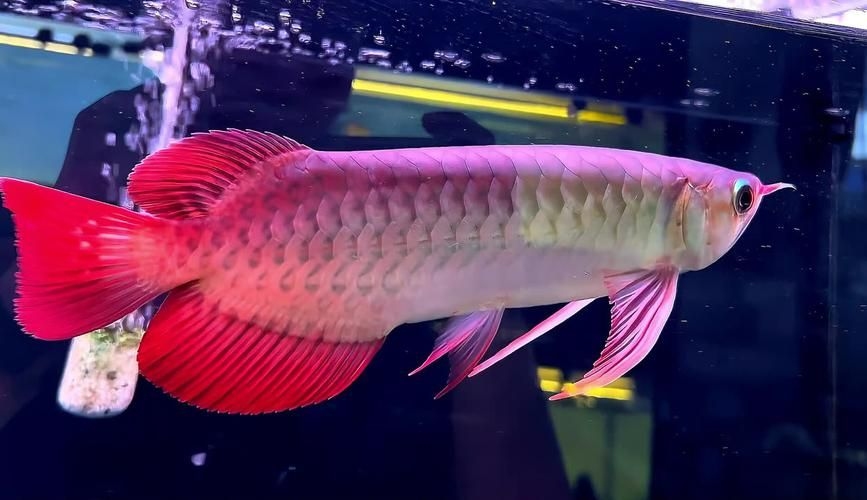 駐馬店魚缸批發(fā)市場 行業(yè)新聞 第10張