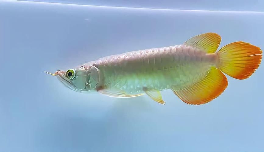 駐馬店魚缸批發(fā)市場 行業(yè)新聞 第16張