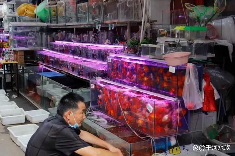 九江觀賞魚批發(fā)市場（九江觀賞魚批發(fā)市場和祥龍魚場有哪些品牌營銷策略） 行業(yè)新聞 第2張