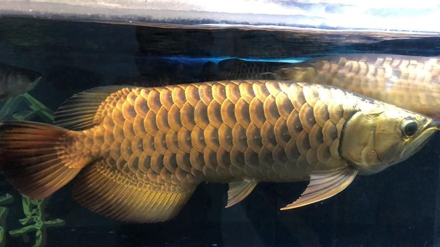 上饒龍魚(yú)批發(fā)市場(chǎng)（上饒龍魚(yú)批發(fā)市場(chǎng),高端龍魚(yú)品牌祥龍魚(yú)場(chǎng)-） 行業(yè)新聞 第3張