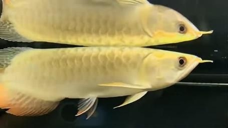 上饒龍魚(yú)批發(fā)市場(chǎng)（上饒龍魚(yú)批發(fā)市場(chǎng),高端龍魚(yú)品牌祥龍魚(yú)場(chǎng)-） 行業(yè)新聞 第5張