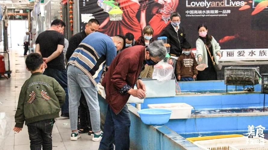 許昌水族批發(fā)市場（許昌水族批發(fā)市場和祥龍魚場的分析來啦，我?guī)湍闶崂砹撕诵男畔⒑蛨D文資料） 行業(yè)新聞 第2張