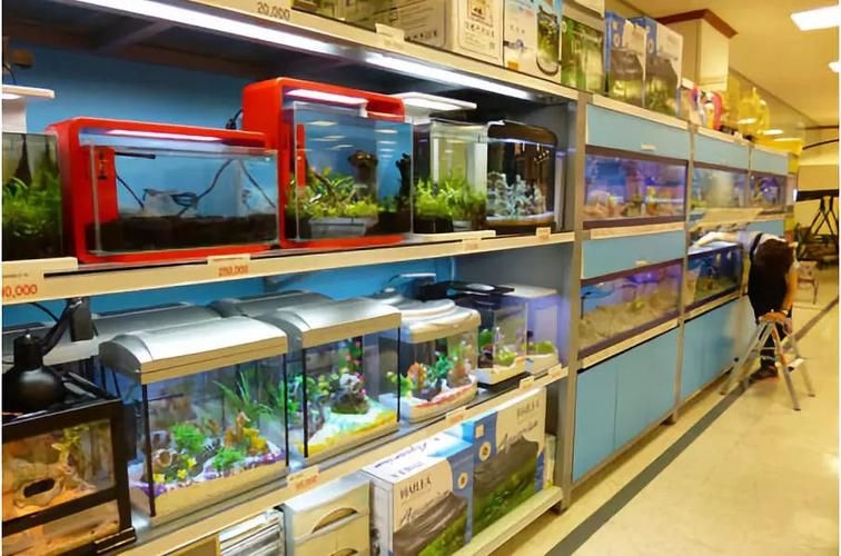 許昌水族批發(fā)市場（許昌水族批發(fā)市場和祥龍魚場的分析來啦，我?guī)湍闶崂砹撕诵男畔⒑蛨D文資料） 行業(yè)新聞 第9張