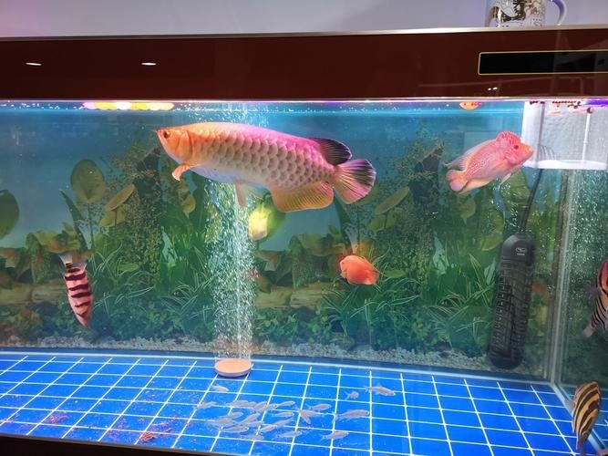 許昌水族批發(fā)市場（許昌水族批發(fā)市場和祥龍魚場的分析來啦，我?guī)湍闶崂砹撕诵男畔⒑蛨D文資料） 行業(yè)新聞 第18張