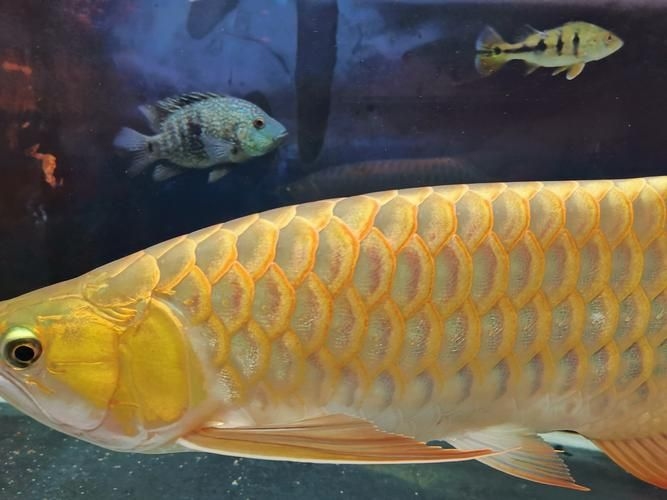 許昌水族批發(fā)市場（許昌水族批發(fā)市場和祥龍魚場的分析來啦，我?guī)湍闶崂砹撕诵男畔⒑蛨D文資料） 行業(yè)新聞 第20張