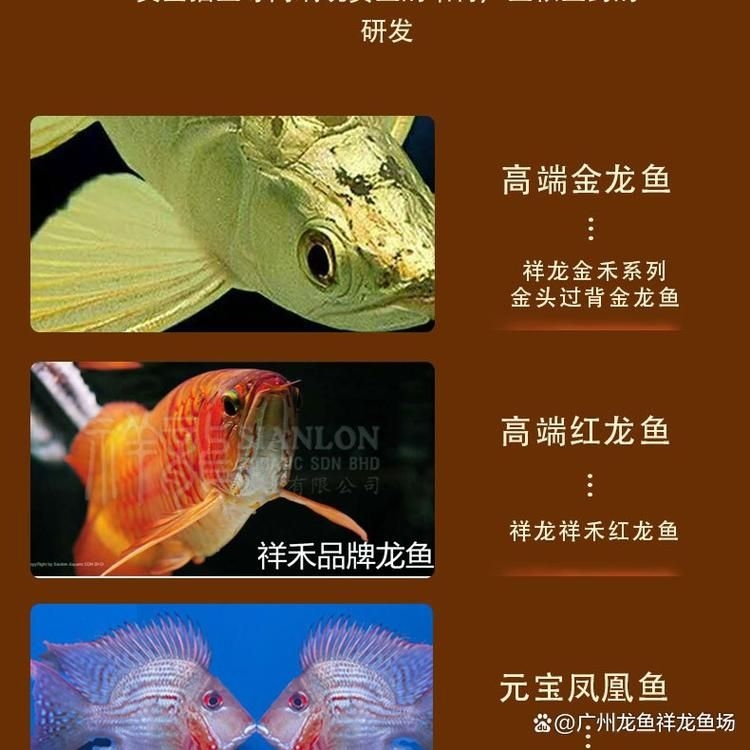 六安水族批發(fā)市場(chǎng)(六安水族批發(fā)市場(chǎng)與祥龍魚(yú)場(chǎng)的品牌營(yíng)銷(xiāo)) 行業(yè)新聞 第3張 六安水族批發(fā)市場(chǎng)(六安水族批發(fā)市場(chǎng)與祥龍魚(yú)場(chǎng)的品牌營(yíng)銷(xiāo)) 行業(yè)新聞 第3張
