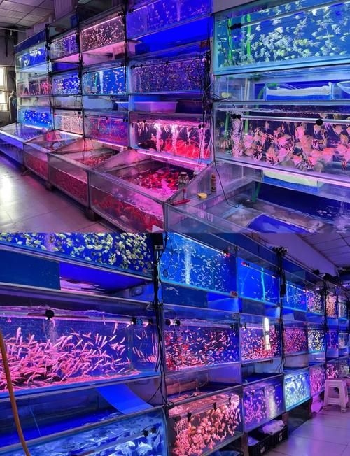 安慶觀賞魚批發(fā)市場(chǎng) 行業(yè)新聞 第2張 安慶觀賞魚批發(fā)市場(chǎng) 行業(yè)新聞 第2張