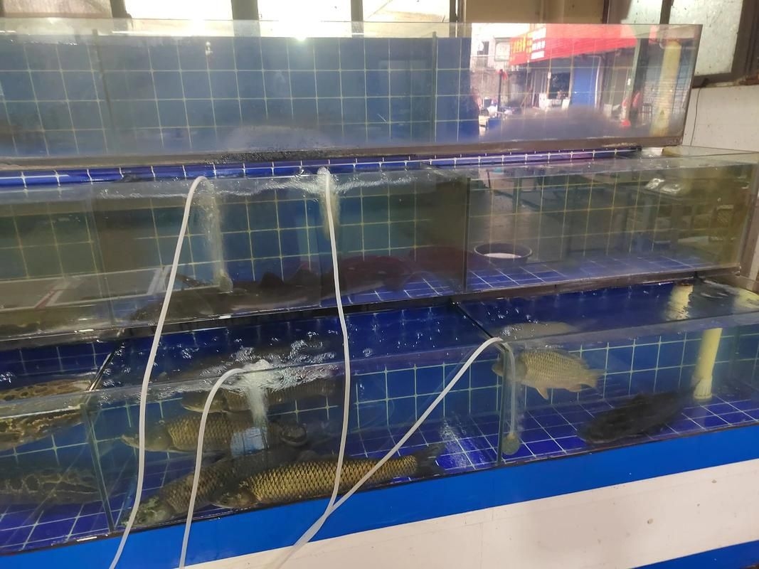 安慶觀賞魚批發(fā)市場(chǎng) 行業(yè)新聞 第8張 安慶觀賞魚批發(fā)市場(chǎng) 行業(yè)新聞 第8張