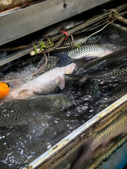 菏澤龍魚(yú)批發(fā)市場(chǎng)（菏澤龍魚(yú)批發(fā)市場(chǎng)1.高端龍魚(yú)品牌祥龍魚(yú)場(chǎng)-） 行業(yè)新聞 第2張