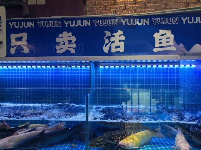 菏澤龍魚(yú)批發(fā)市場(chǎng)（菏澤龍魚(yú)批發(fā)市場(chǎng)1.高端龍魚(yú)品牌祥龍魚(yú)場(chǎng)-） 行業(yè)新聞 第3張