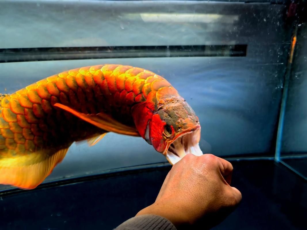 菏澤龍魚(yú)批發(fā)市場(chǎng)（菏澤龍魚(yú)批發(fā)市場(chǎng)1.高端龍魚(yú)品牌祥龍魚(yú)場(chǎng)-） 行業(yè)新聞 第7張