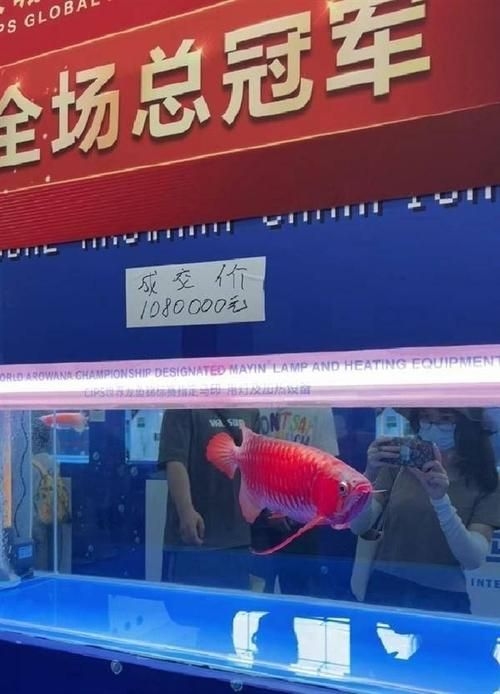 菏澤龍魚(yú)批發(fā)市場(chǎng)（菏澤龍魚(yú)批發(fā)市場(chǎng)1.高端龍魚(yú)品牌祥龍魚(yú)場(chǎng)-） 行業(yè)新聞 第8張