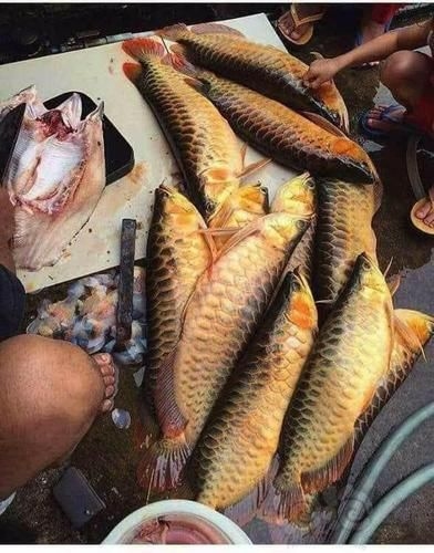 菏澤龍魚(yú)批發(fā)市場(chǎng)（菏澤龍魚(yú)批發(fā)市場(chǎng)1.高端龍魚(yú)品牌祥龍魚(yú)場(chǎng)-） 行業(yè)新聞 第10張