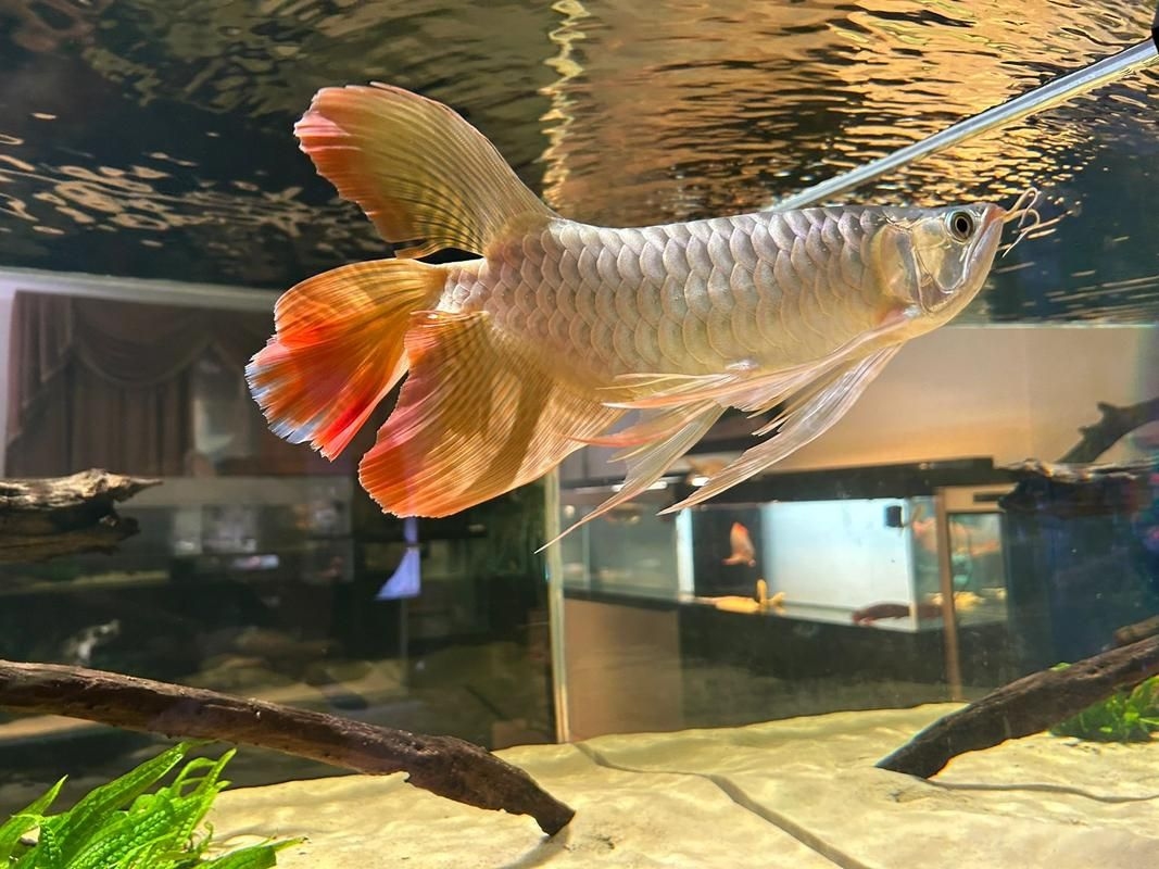 菏澤龍魚(yú)批發(fā)市場(chǎng)（菏澤龍魚(yú)批發(fā)市場(chǎng)1.高端龍魚(yú)品牌祥龍魚(yú)場(chǎng)-） 行業(yè)新聞 第11張