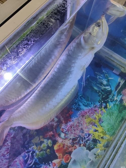 菏澤龍魚(yú)批發(fā)市場(chǎng)（菏澤龍魚(yú)批發(fā)市場(chǎng)1.高端龍魚(yú)品牌祥龍魚(yú)場(chǎng)-） 行業(yè)新聞 第14張