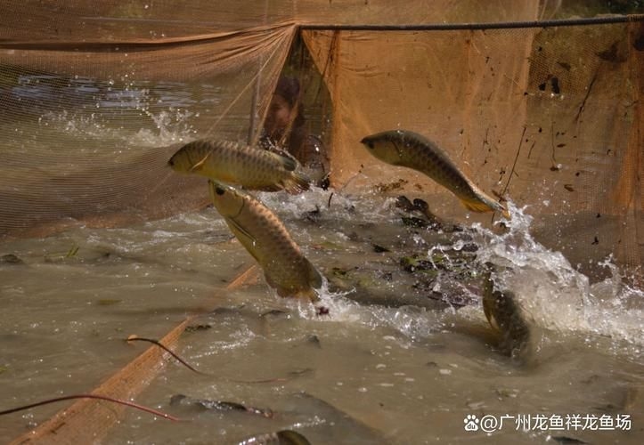 洛陽(yáng)龍魚(yú)批發(fā)市場(chǎng)（洛陽(yáng)龍魚(yú)批發(fā)市場(chǎng),1.高端龍魚(yú)品牌祥龍魚(yú)場(chǎng)-） 行業(yè)新聞 第3張