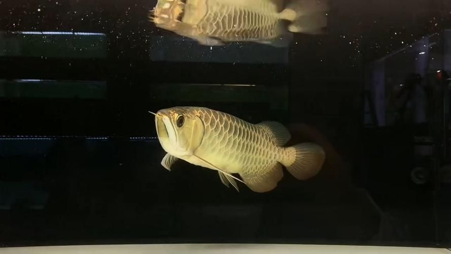 宿州觀賞魚(yú)批發(fā)市場(chǎng)（宿州觀賞魚(yú)批發(fā)市場(chǎng)1.立足生態(tài)資源優(yōu)勢(shì)發(fā)展特色冷水魚(yú)產(chǎn)業(yè)） 行業(yè)新聞 第3張