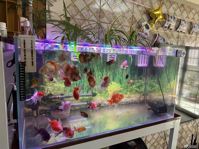 滁州魚缸批發(fā)市場（滁州魚缸批發(fā)市場和祥龍魚場的營銷策略幫你整理得明明白白） 行業(yè)新聞 第7張