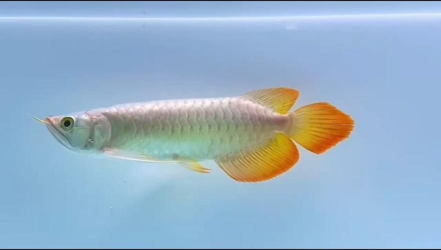 畢節(jié)龍魚批發(fā)市場(chǎng)（畢節(jié)龍魚批發(fā)市場(chǎng),祥龍魚場(chǎng)龍魚信任度綜合評(píng)估-） 行業(yè)新聞 第5張