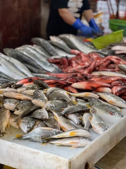 喀什地區(qū)水族批發(fā)市場 行業(yè)新聞 第2張