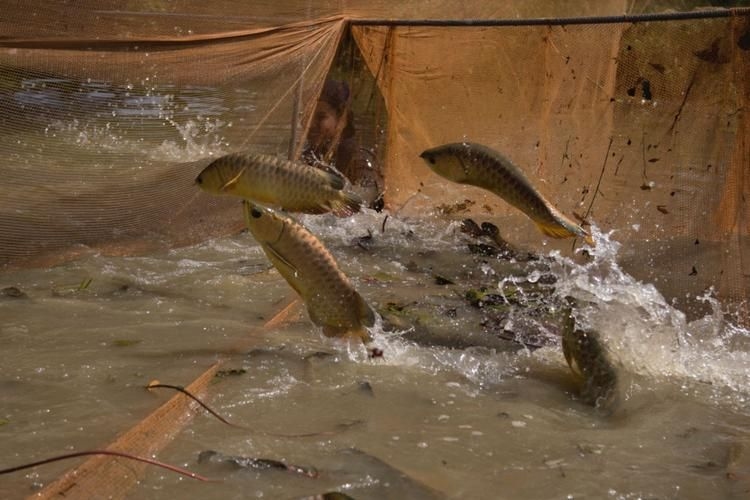 喀什地區(qū)水族批發(fā)市場 行業(yè)新聞 第4張