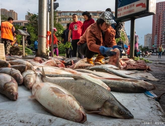 宜賓龍魚批發(fā)市場（宜賓龍魚批發(fā)市場分析） 行業(yè)新聞 第6張