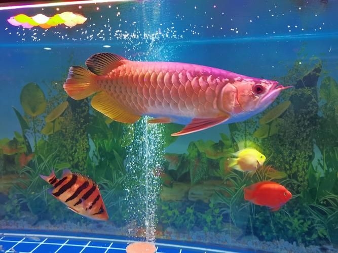 宜賓龍魚批發(fā)市場（宜賓龍魚批發(fā)市場分析） 行業(yè)新聞 第7張