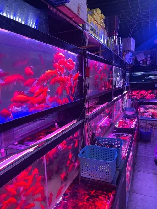 昆明觀賞魚批發(fā)市場 行業(yè)新聞 第2張