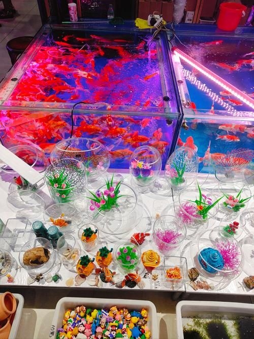 昆明觀賞魚批發(fā)市場 行業(yè)新聞 第3張
