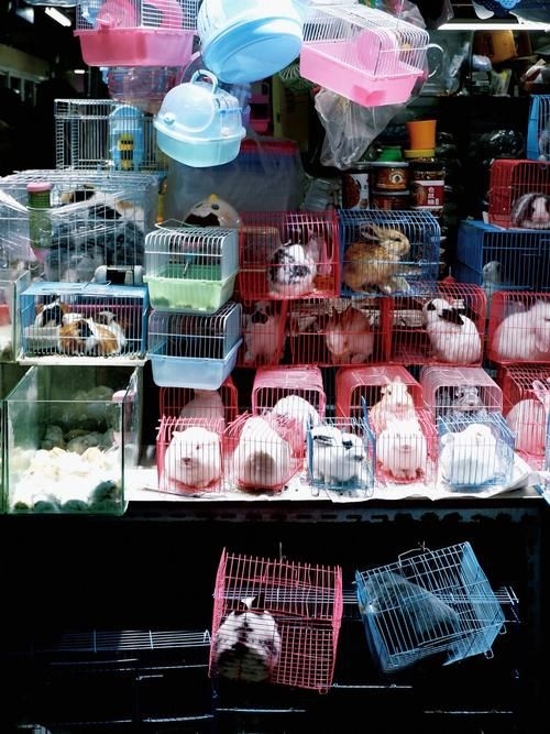 昆明觀賞魚批發(fā)市場 行業(yè)新聞 第4張