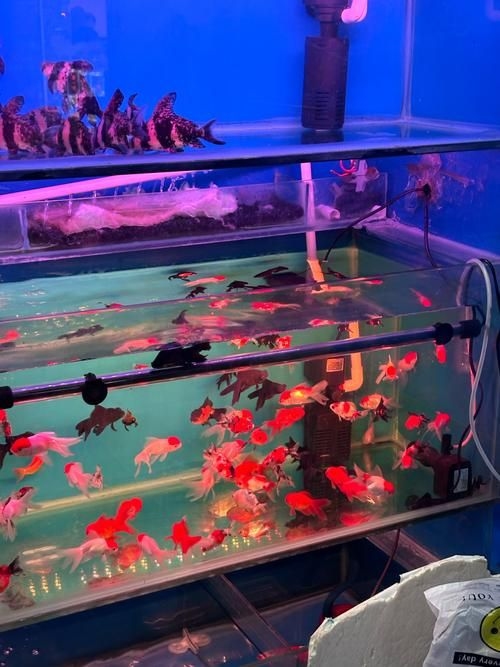 昆明觀賞魚批發(fā)市場 行業(yè)新聞 第5張