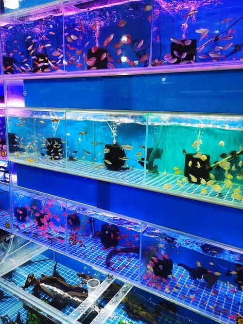 昆明觀賞魚批發(fā)市場 行業(yè)新聞 第6張