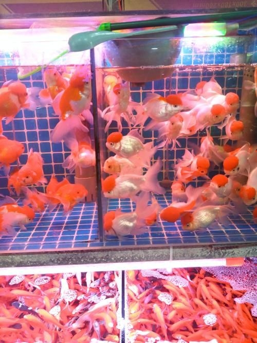 昆明觀賞魚批發(fā)市場 行業(yè)新聞 第8張